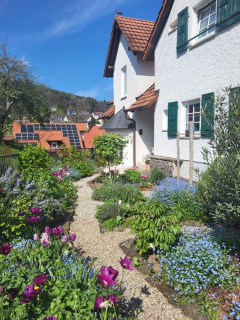 Domizil-Lavendel Dörrenbach Unser Vorgarten